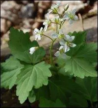 Pour avoir le nom de cette plante, il faut ajouter l'un de vos 32 organes durs au grand nid des rapaces.