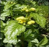 Quelle lettre enlevez-vous au nom "larmier" pour avoir le nom de la plante ?