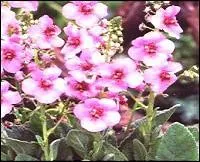 Son nom est l'homographe d'une île située au large du Finistère.