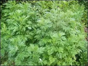 Quelle lettre doit-on remplacer au mot "armoire" pour avoir le nom de cette plante ?