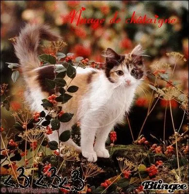 Qui était le mentor de Poil de Châtaigne ?