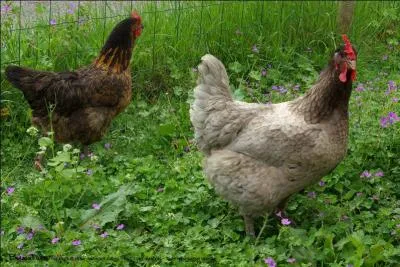 Quel est cet animal ?