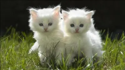 Quel est cet animal ?