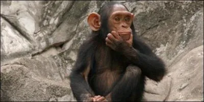 Quel est cet animal ?