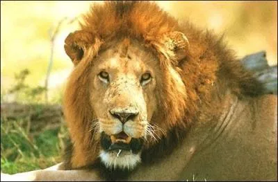 Quel est cet animal ?