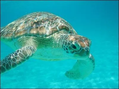 Quel est le nom de cet animal marin ?