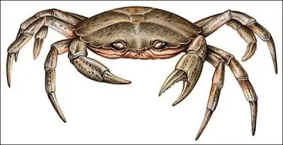 Quel est le nom de cet animal marin ?