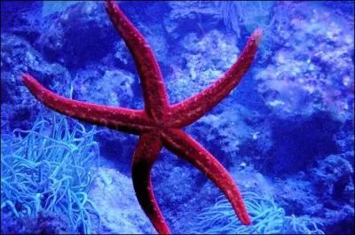 Quel est le nom de cet animal marin ?