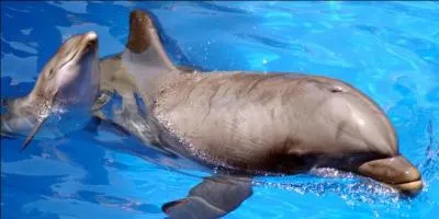 Quel est le nom de cet animal marin ?