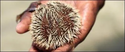 Quel est le nom de cet animal marin ?