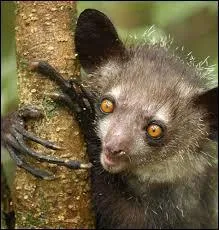 Primate malgache pas très joli.