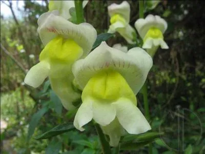 Cette fleur est une gueule de loup, quel est son autre nom ?