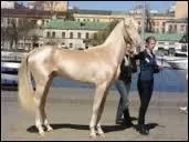 Quelle est cette race ?