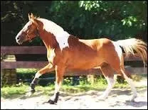 Quelle est cette race ?