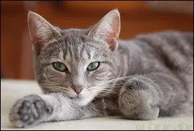 Que voit-on sur la photo ?