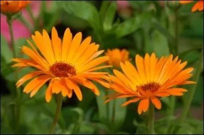 Quelles sont ces jolies fleurs ?