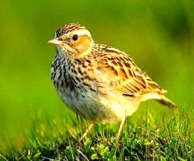 Quiz Animaux
