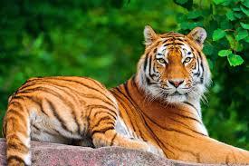 Quiz Animaux