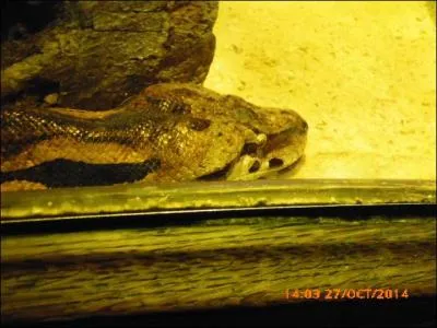 Ce boa vient de l'ile de ...