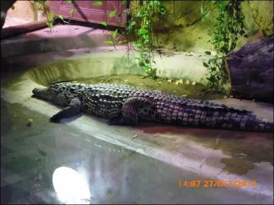 Comment font les crocodiles du Nil (et les autres) pour évacuer leur transpiration ?