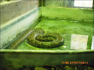 Ce serpent peut mesurer jusqu'à 9 m de long et mange des crocodiles, des gnous ou des zèbres. C'est ...