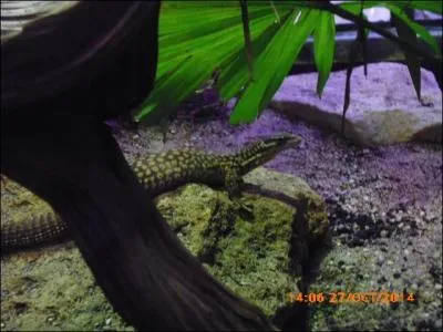 Ce reptile est un lézard tyrrhénien. Il vit dans les îles de ...