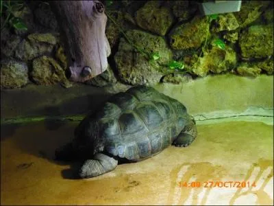 Voici une tortue géante des Seychelles ou ...