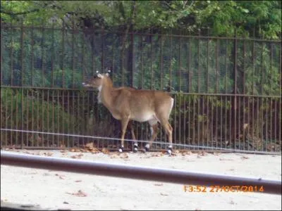 Cet animal est vraiment bête ! C'est ...