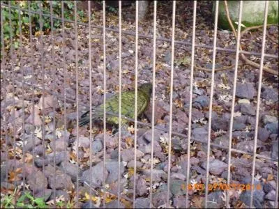 Cet oiseau vert est un ___________ kéa.