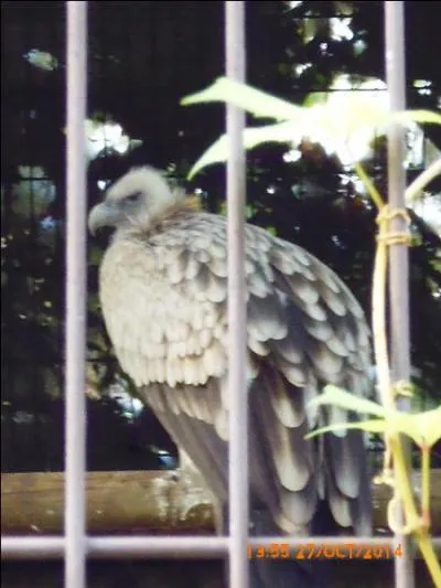 Ce vautour vit en France et il s'attaque aux moutons. Quel est son nom ?