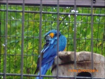 L'ara bleu est légèrement différent de l'ara hyacinthe car...