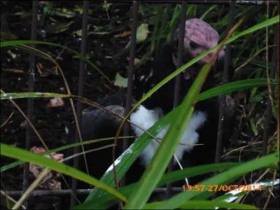 Ce vautour complètement déplumé sur le cou et la tête est le vautour de ...