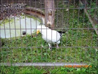 Ce vautour est un vautour ...