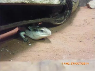 Si cet animal tirait la langue, vous verriez qu'elle est ...