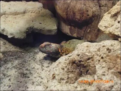 Sa queue fend l'air et s'abat sur ses ennemis, c'est le/l'...