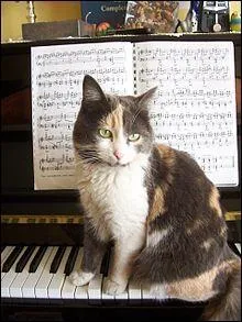 Qui dans une de ses chansons se demande pourquoi c'est toujours les p'tits chats et jamais les hommes qui tombent des toits ?