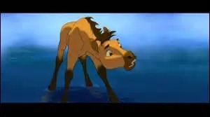 Qui est ce poulain ?