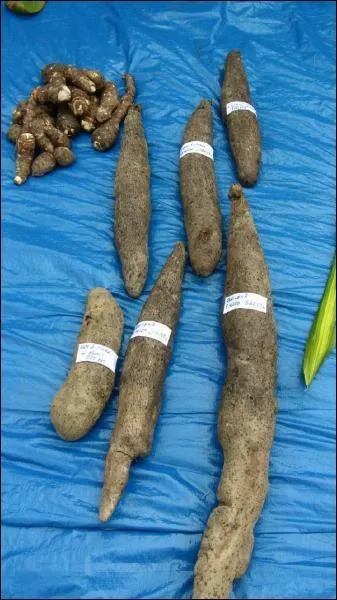 Qu'est-ce que c'est ?