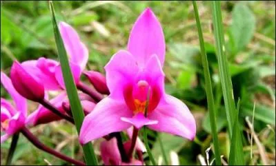 Qu'est-ce que c'est ?