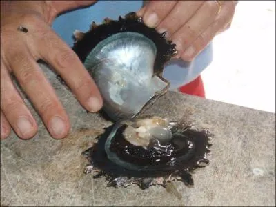 Qu'est-ce que c'est ?