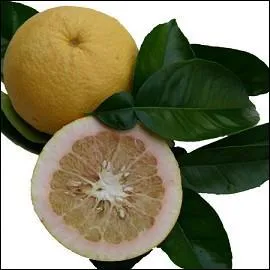 Qu'est-ce que c'est ?