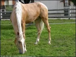 Quelle est la race de ce cheval ?