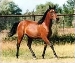 Quelle est la race de ce cheval ?