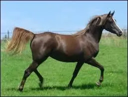 Quelle est la race de ce cheval ?