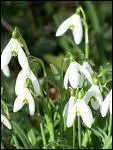Quelle est cette fleur qui est l'une des premires du printemps?