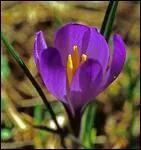 Et celle-ci, qui est aussi une fleur du printemps?