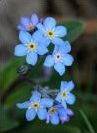 Quiz Fleurs