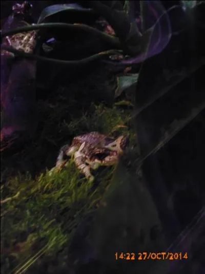 Cet amphibien est un(e) :