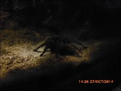 Encore une mygale mais celle-ci est :