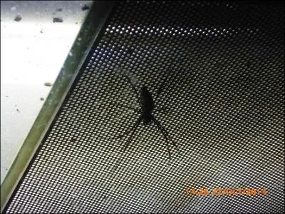 Si je vous dis grande araignée colorée vivant à Madagascar, à quoi pensez-vous ?